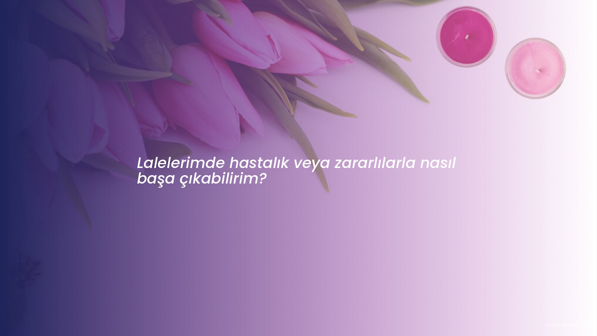 Lalelerimde hastalık veya zararlılarla nasıl başa çıkabilirim?