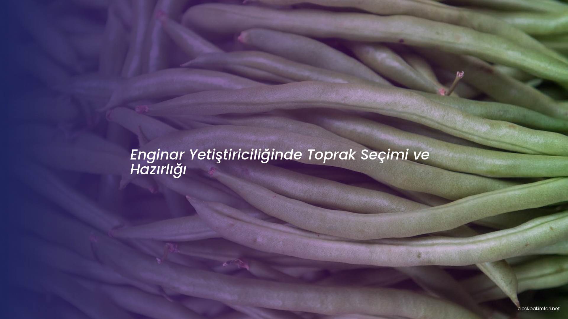 Enginar Yetiştiriciliğinde Toprak Seçimi ve Hazırlığı