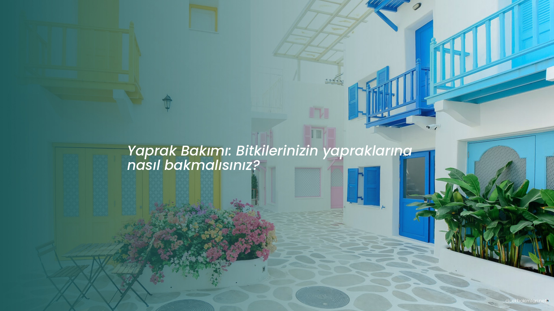 Yaprak Bakımı: Bitkilerinizin yapraklarına nasıl bakmalısınız?