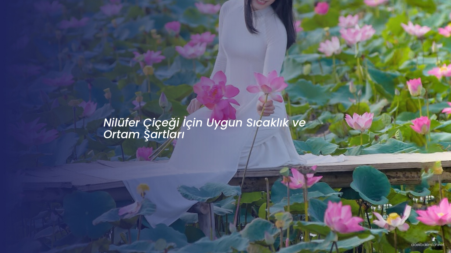 Nilüfer Çiçeği İçin Uygun Sıcaklık ve Ortam Şartları