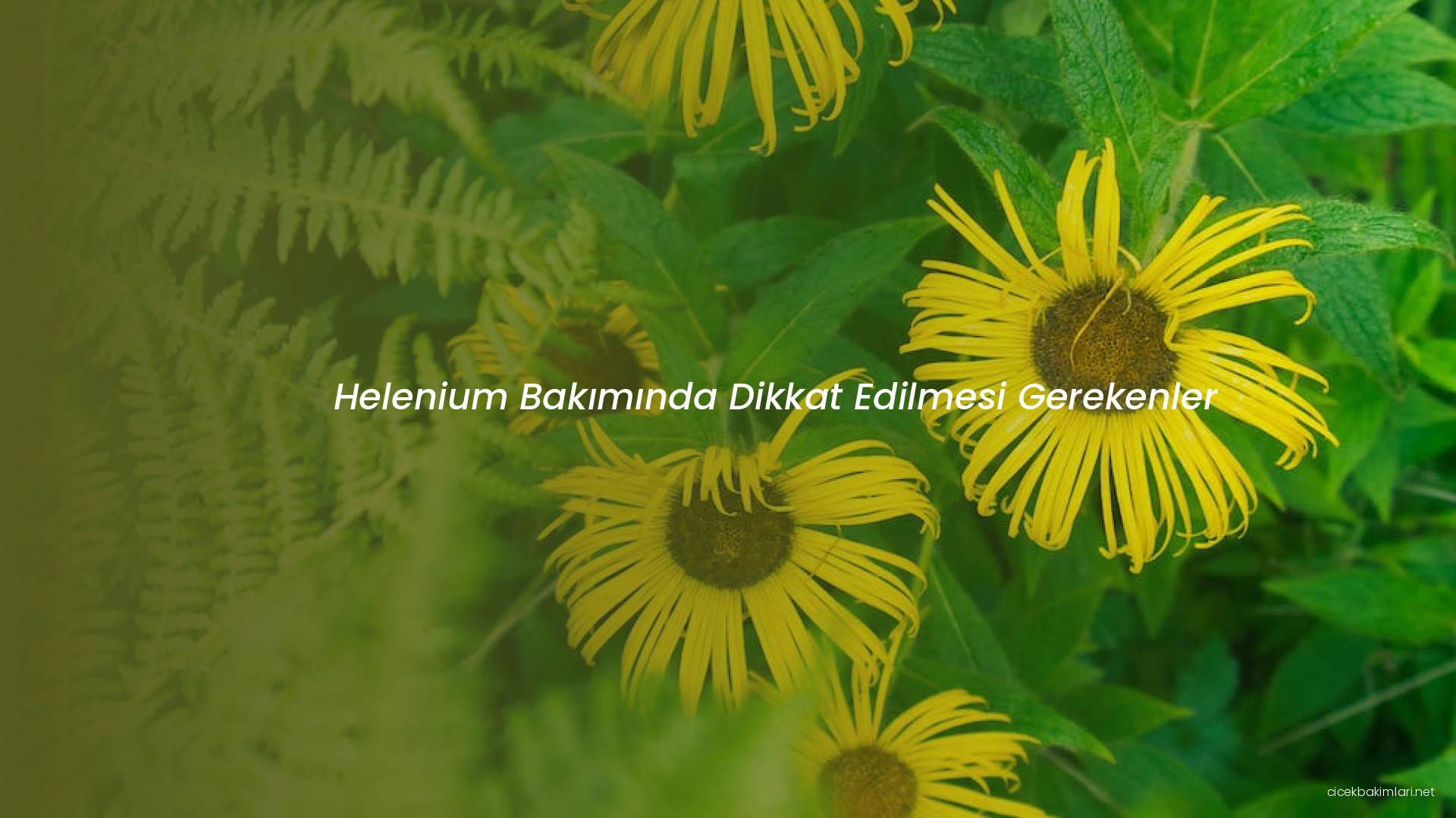 Helenium Bakımında Dikkat Edilmesi Gerekenler