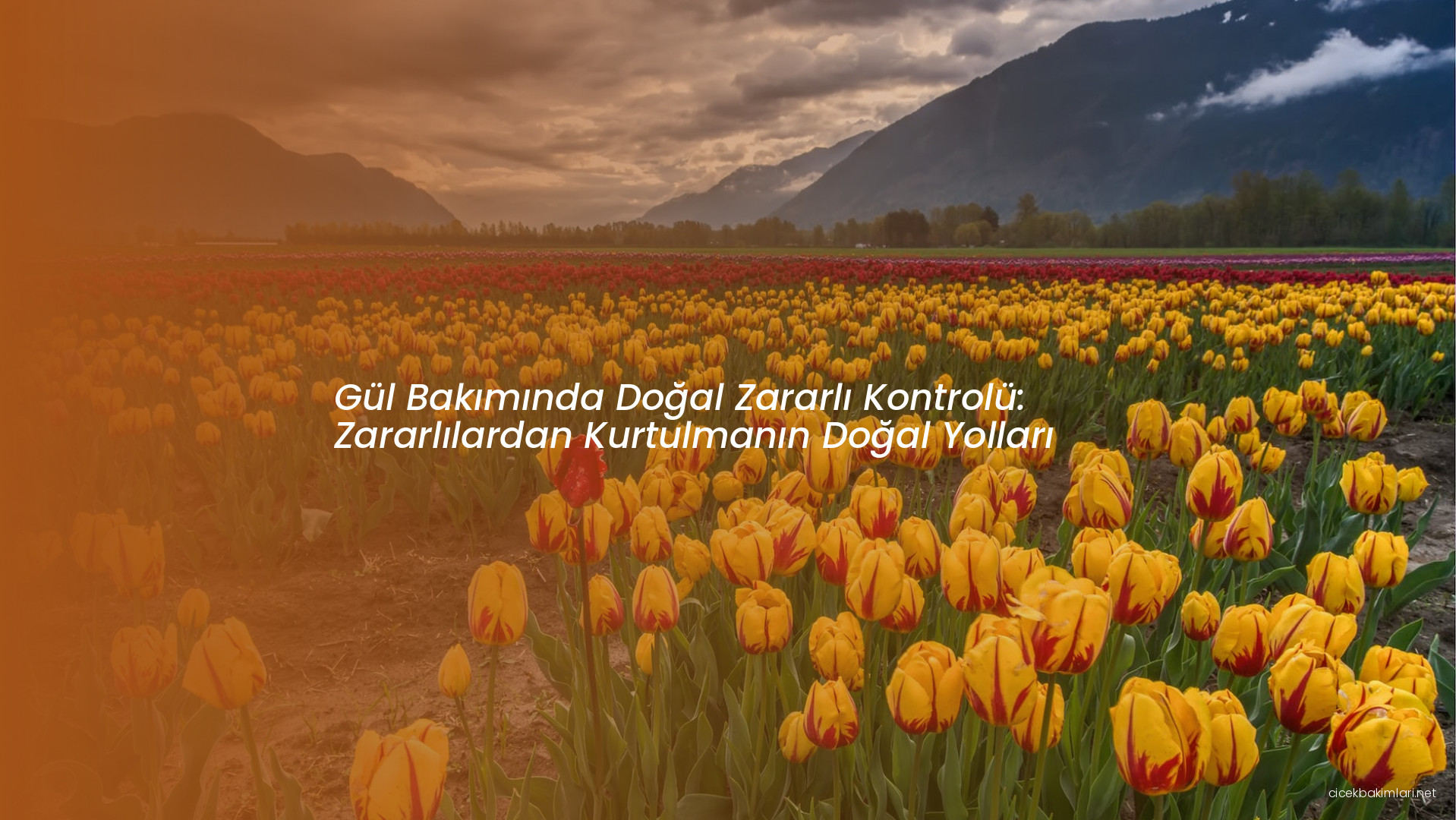 Gül Bakımında Doğal Zararlı Kontrolü: Zararlılardan Kurtulmanın Doğal Yolları