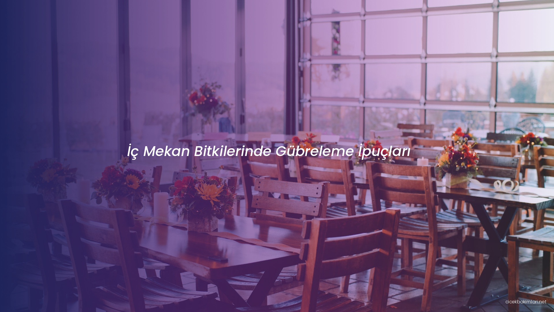 İç Mekan Bitkilerinde Gübreleme İpuçları