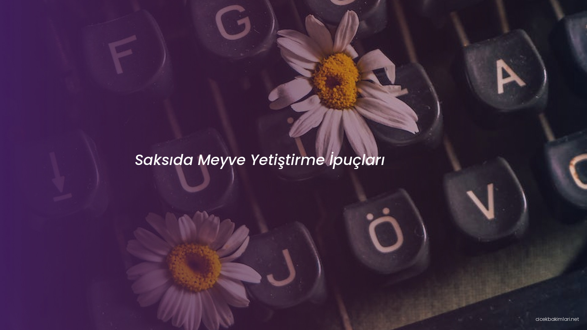 Saksıda Meyve Yetiştirme İpuçları