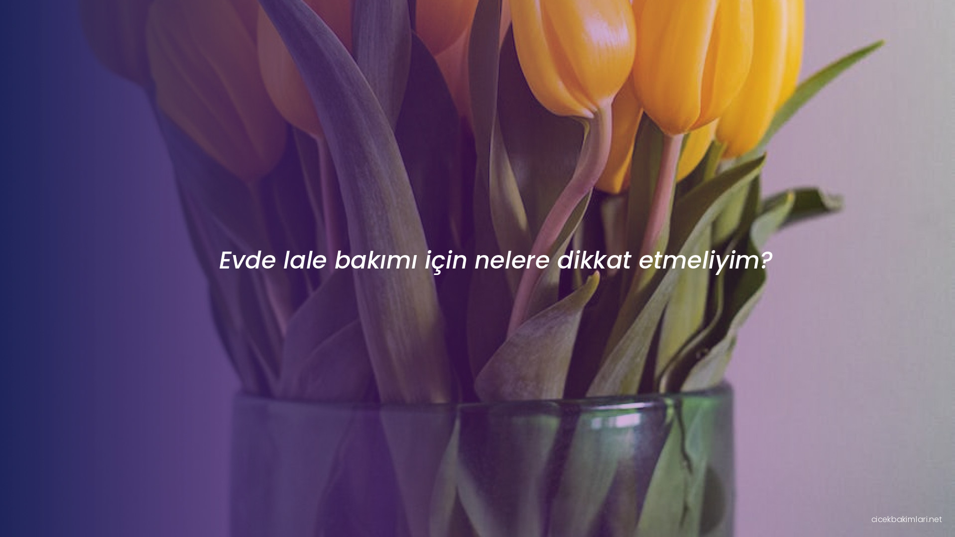 Evde lale bakımı için nelere dikkat etmeliyim?