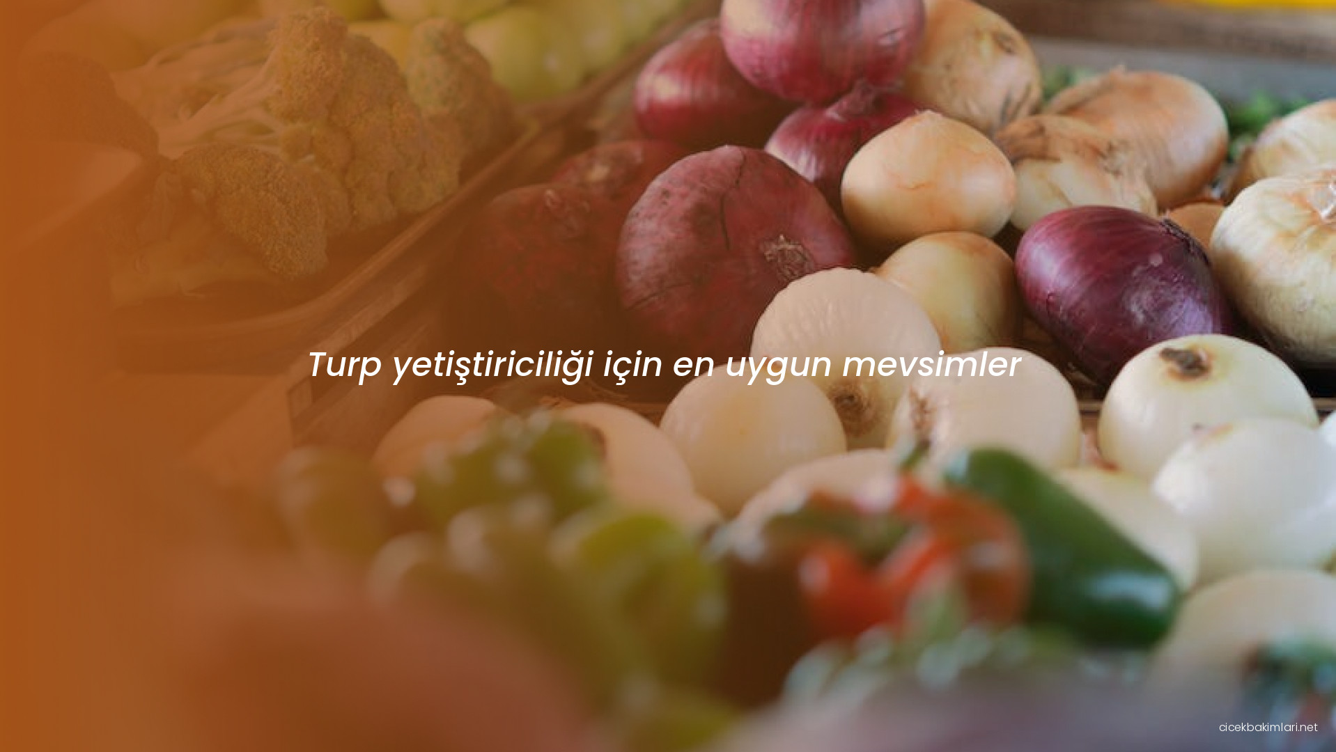 Turp yetiştiriciliği için en uygun mevsimler