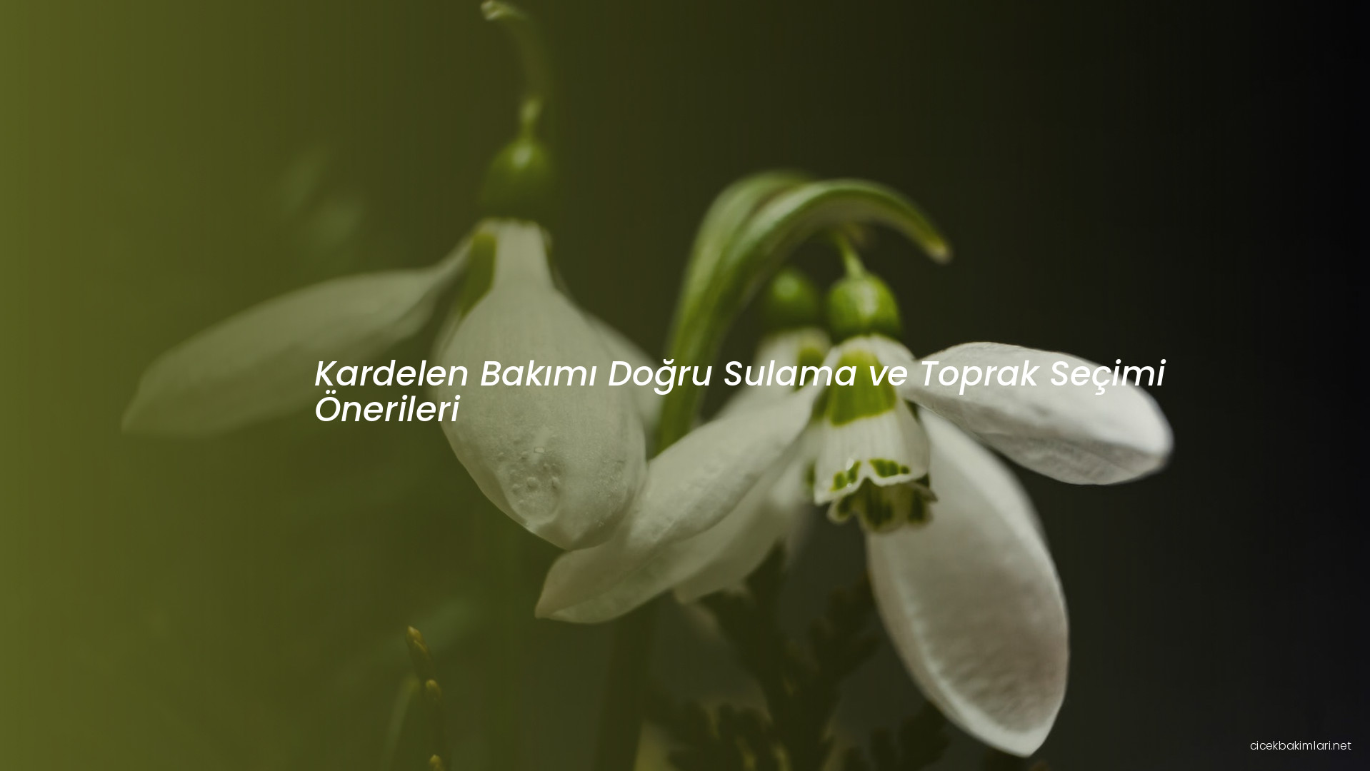 Kardelen Bakımı Doğru Sulama ve Toprak Seçimi Önerileri