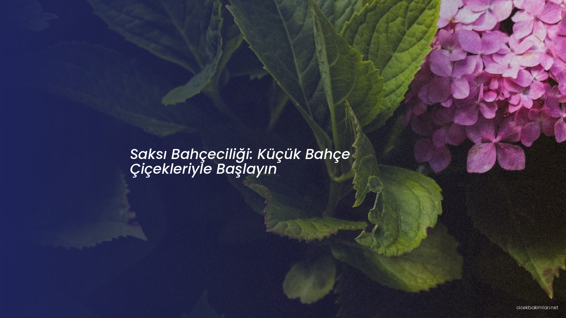Saksı Bahçeciliği: Küçük Bahçe Çiçekleriyle Başlayın