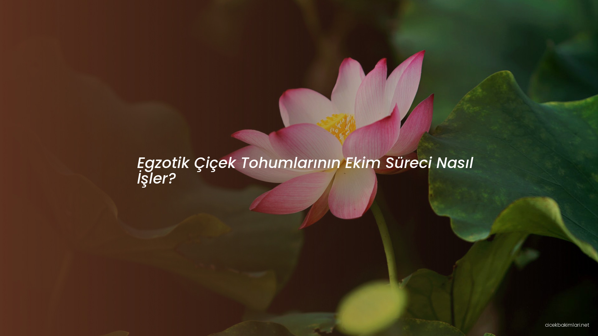 Egzotik Çiçek Tohumlarının Ekim Süreci Nasıl İşler?