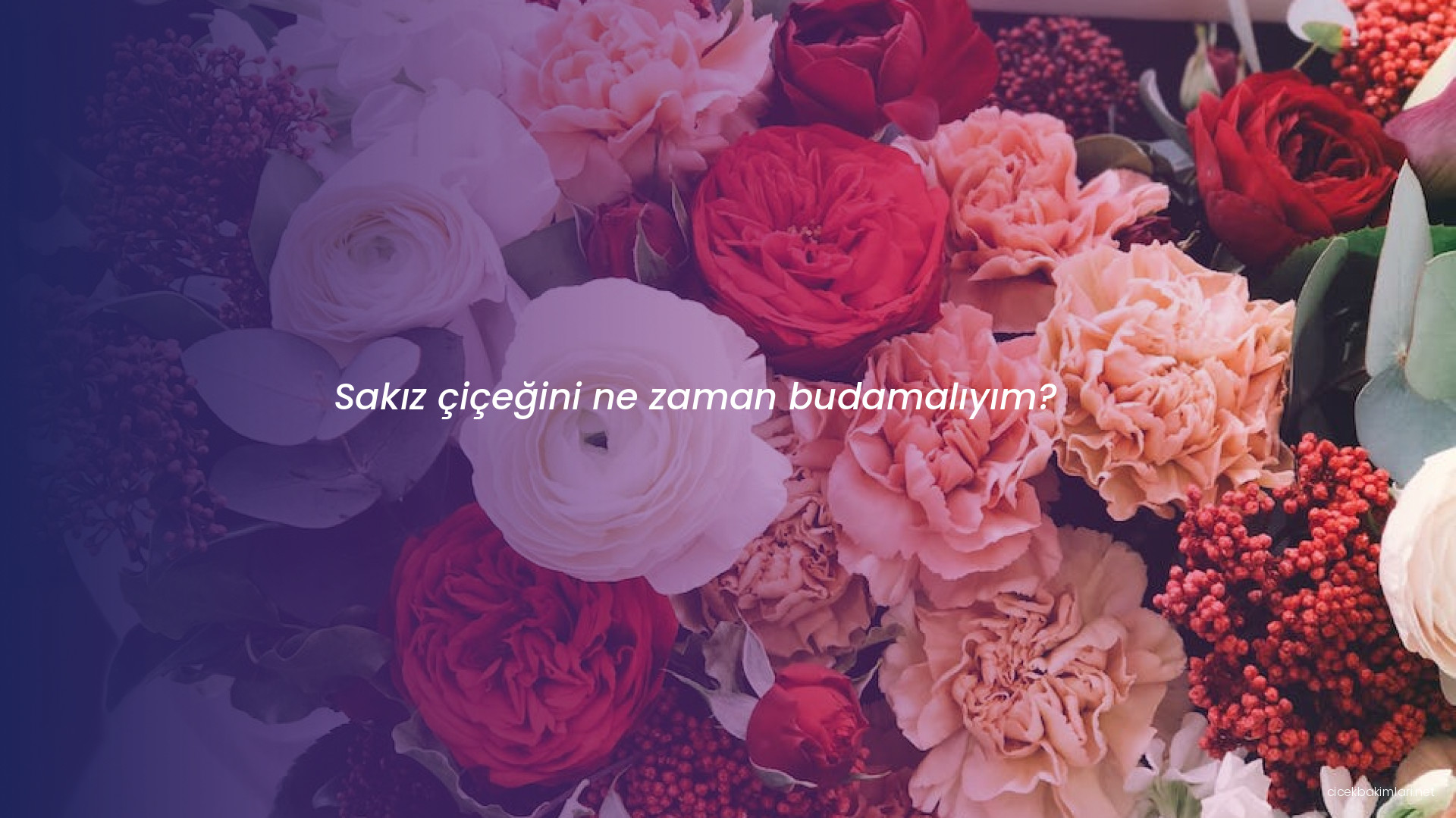 Sakız çiçeğini ne zaman budamalıyım?