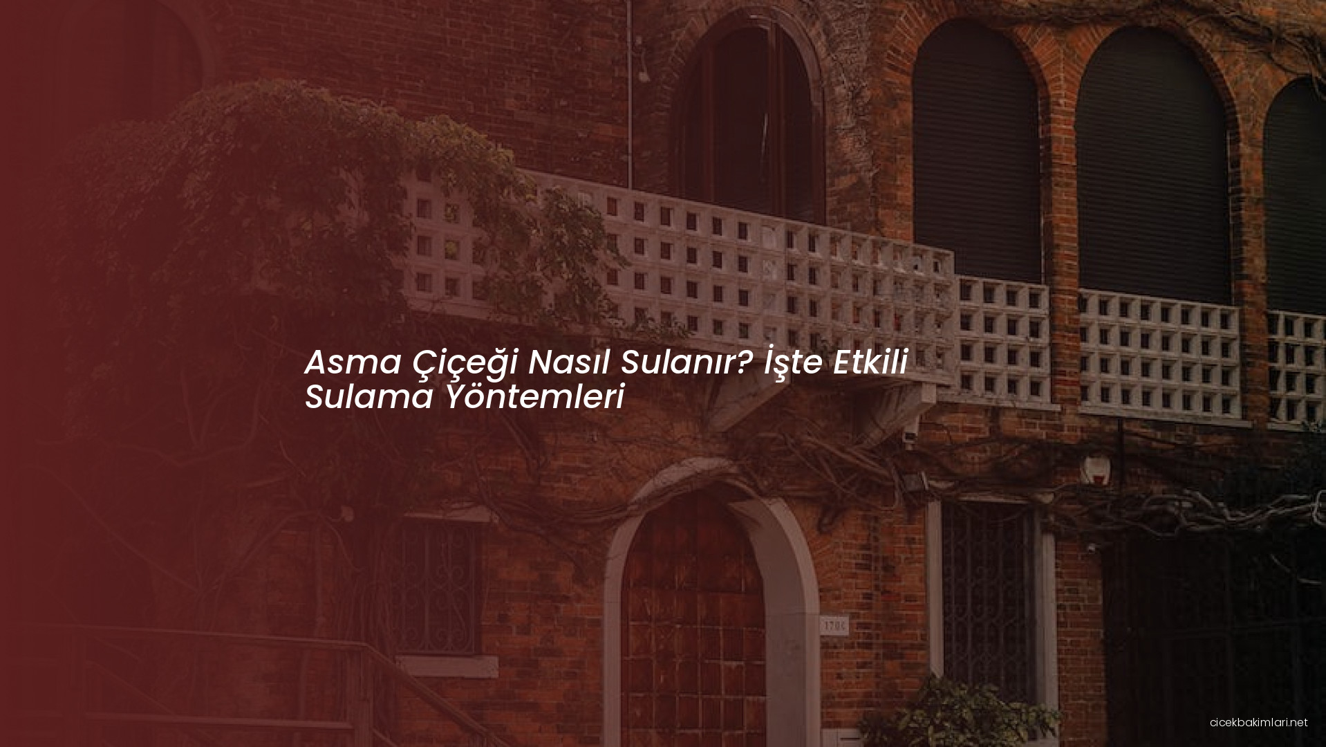 Asma Çiçeği Nasıl Sulanır? İşte Etkili Sulama Yöntemleri