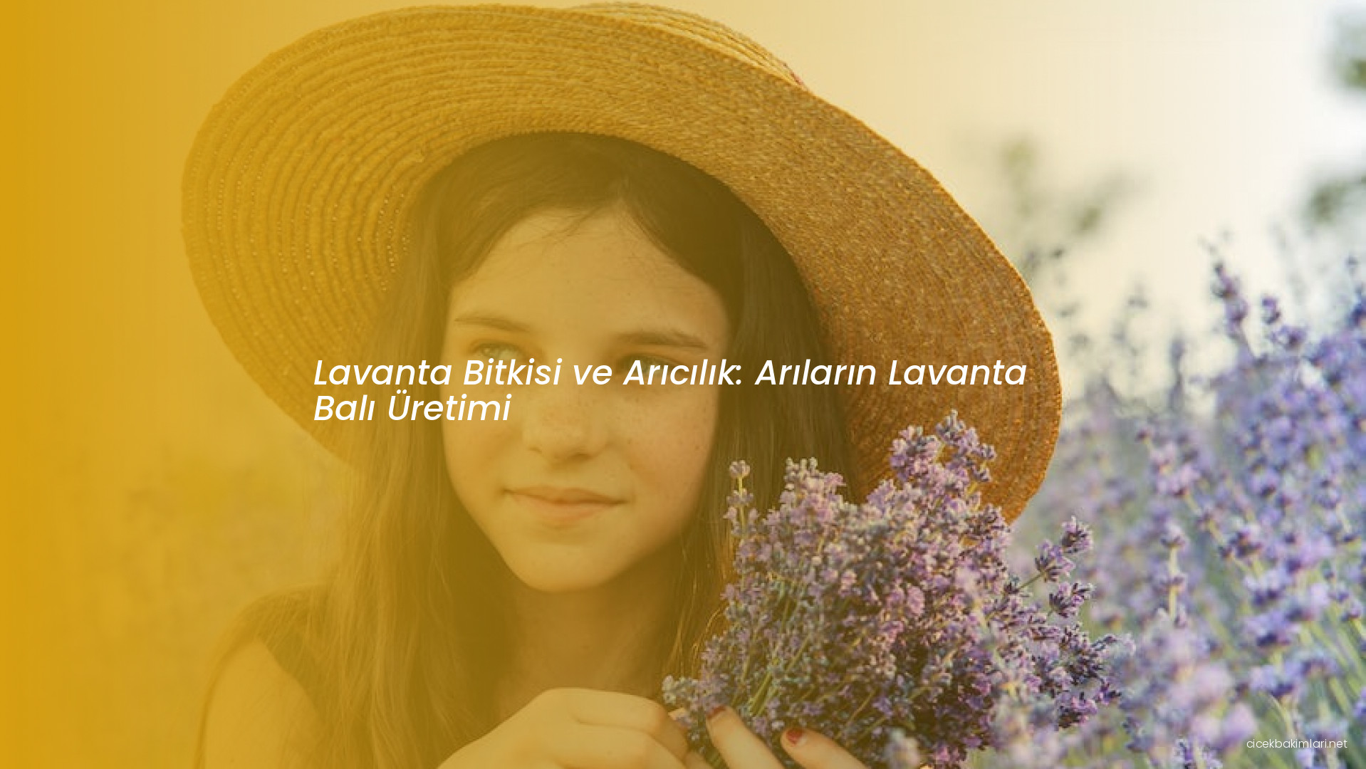 Lavanta Bitkisi ve Arıcılık: Arıların Lavanta Balı Üretimi