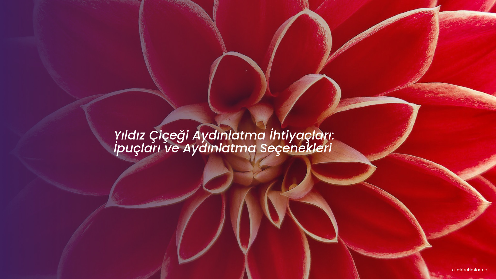 Yıldız Çiçeği Aydınlatma İhtiyaçları: İpuçları ve Aydınlatma Seçenekleri