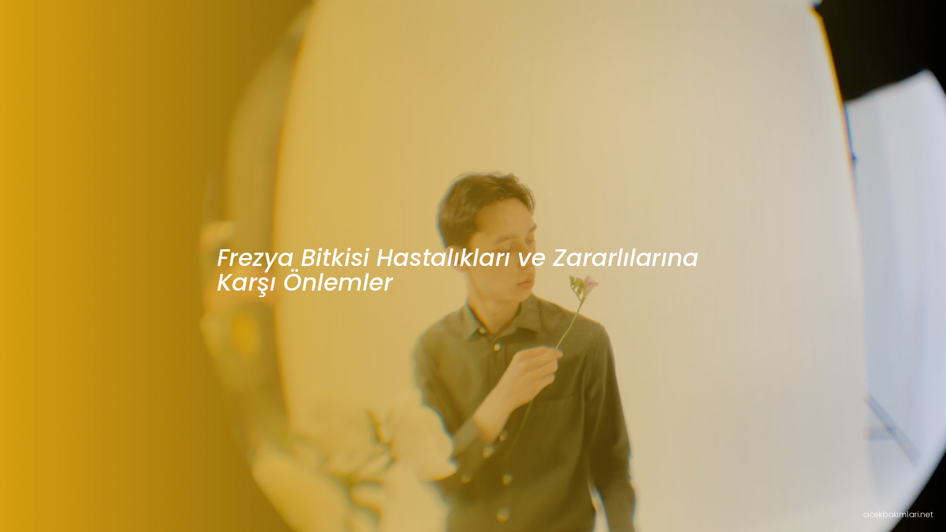 Frezya Bitkisi Hastalıkları ve Zararlılarına Karşı Önlemler