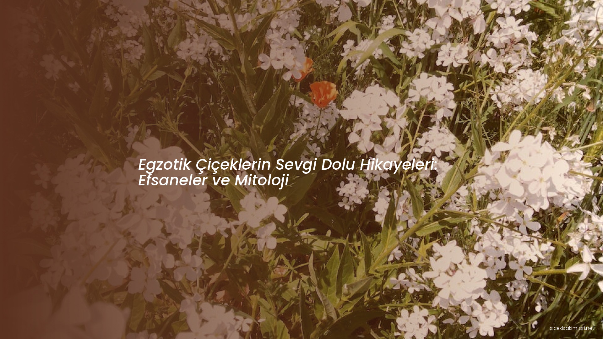 Egzotik Çiçeklerin Sevgi Dolu Hikayeleri: Efsaneler ve Mitoloji