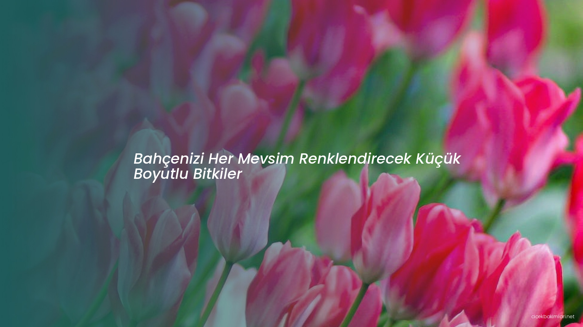 Bahçenizi Her Mevsim Renklendirecek Küçük Boyutlu Bitkiler