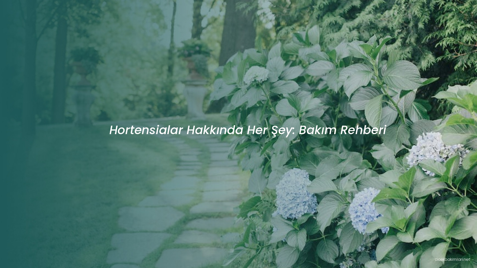 Hortensialar Hakkında Her Şey: Bakım Rehberi