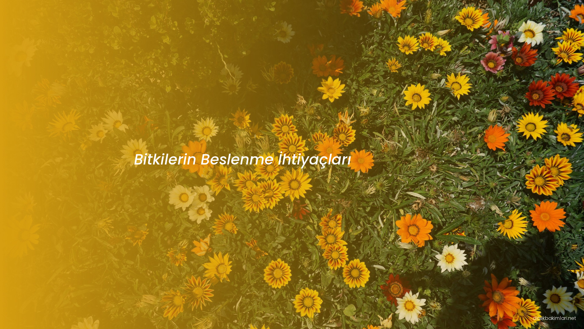 Bitkilerin Beslenme İhtiyaçları