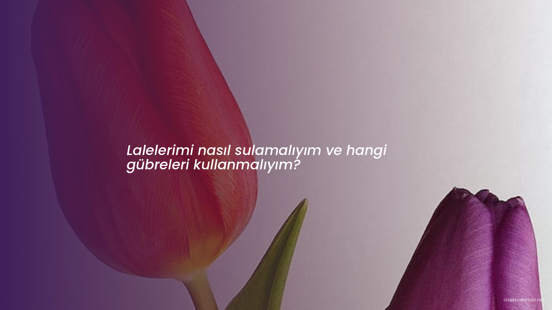 Lalelerimi nasıl sulamalıyım ve hangi gübreleri kullanmalıyım?