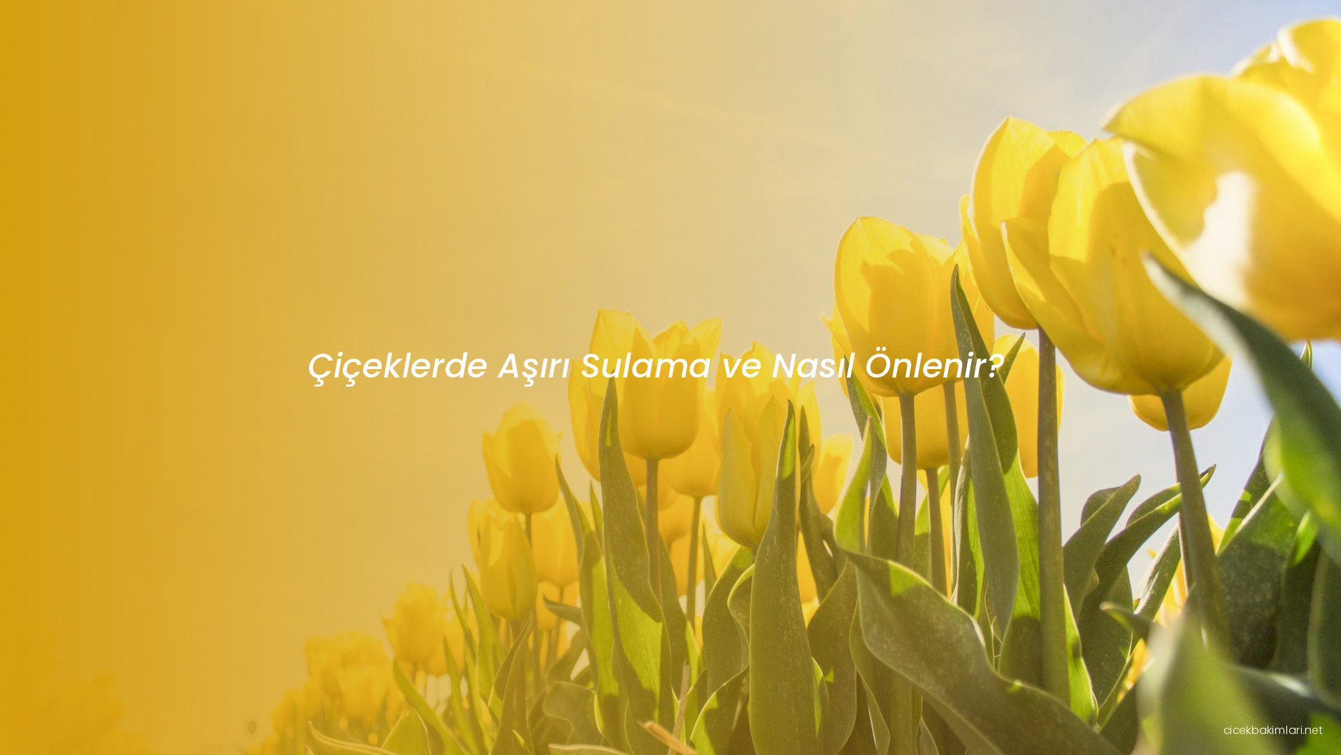 Çiçeklerde Aşırı Sulama ve Nasıl Önlenir?