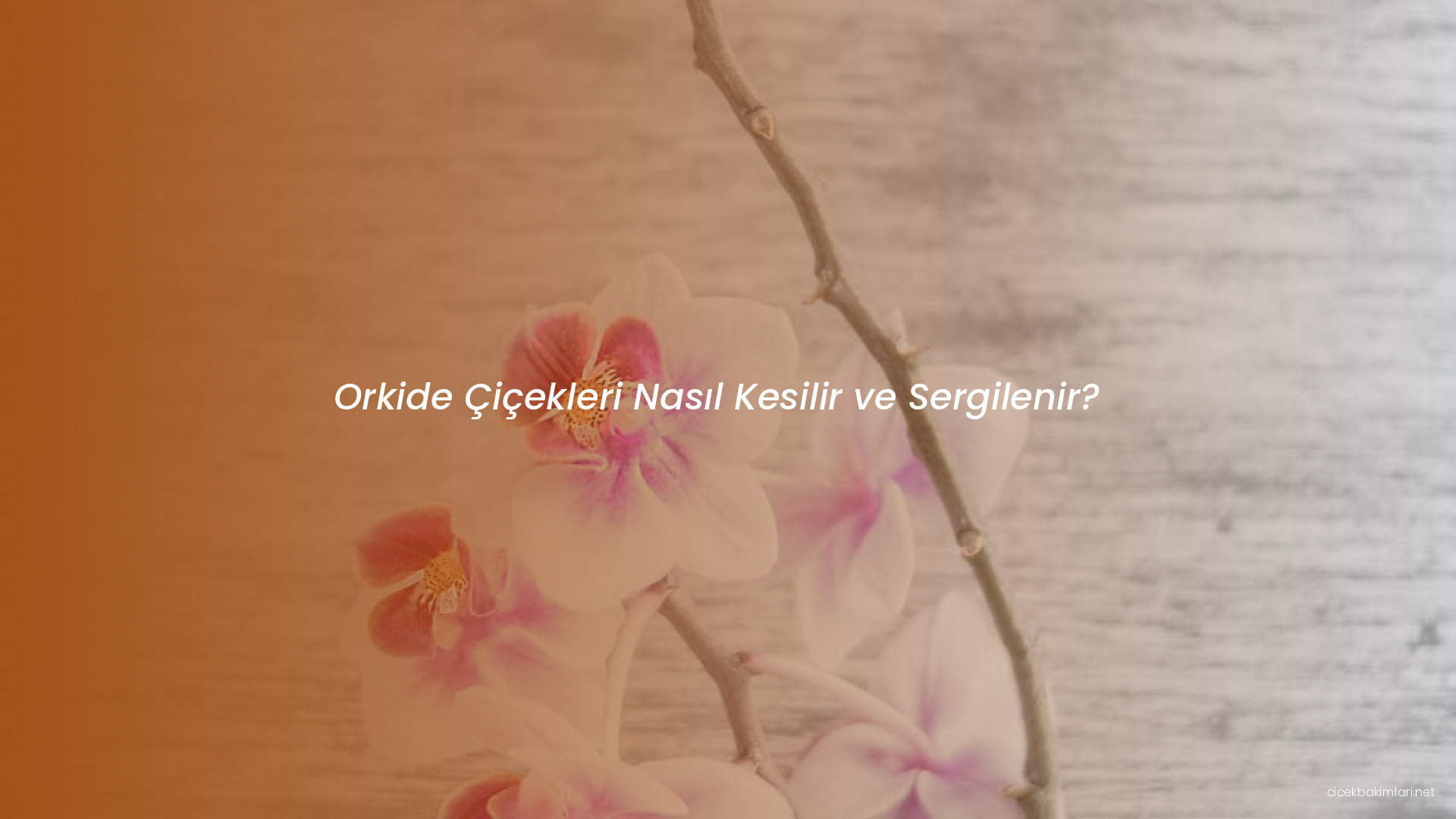 Orkide Çiçekleri Nasıl Kesilir ve Sergilenir?