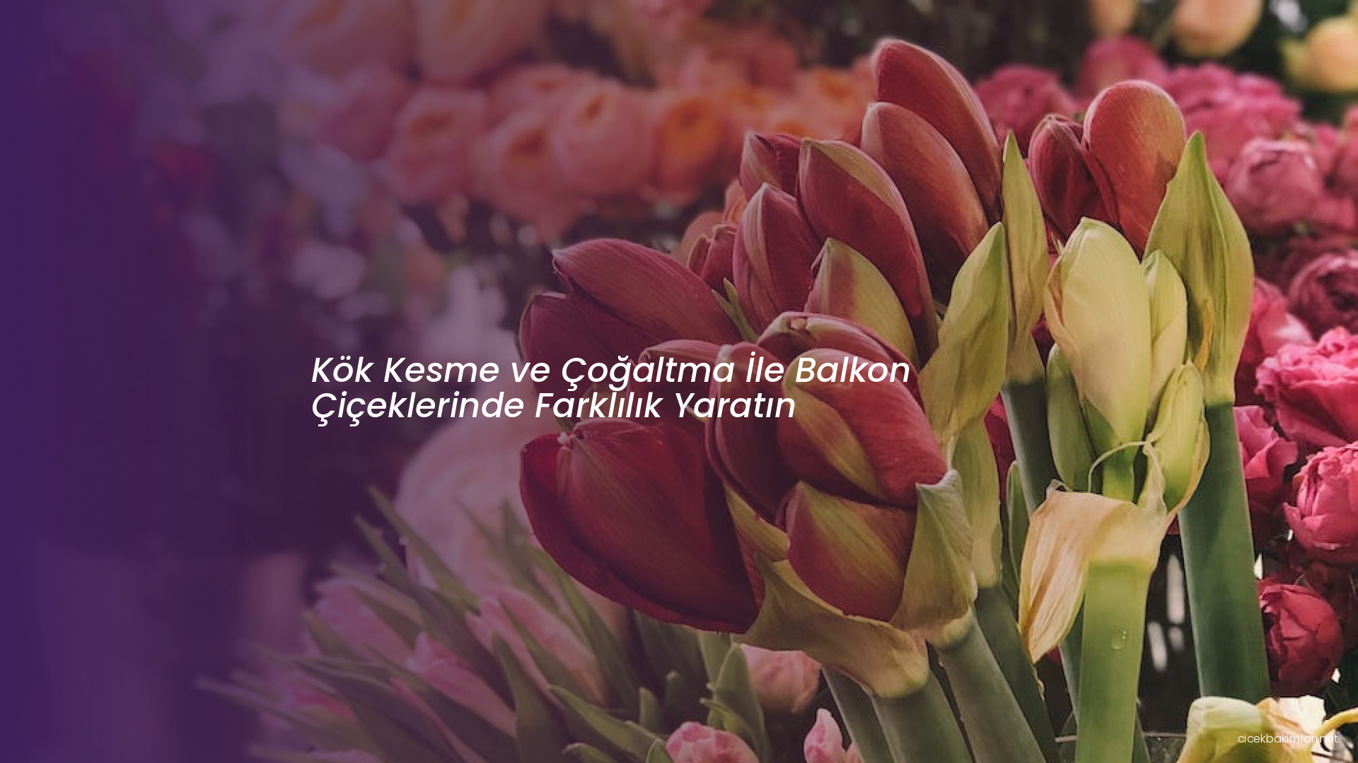 Kök Kesme ve Çoğaltma İle Balkon Çiçeklerinde Farklılık Yaratın