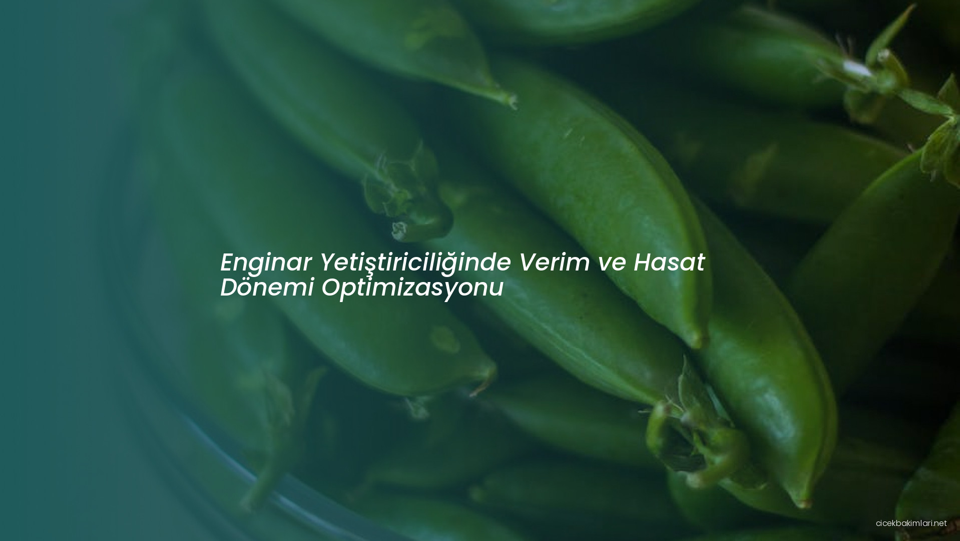 Enginar Yetiştiriciliğinde Verim ve Hasat Dönemi Optimizasyonu