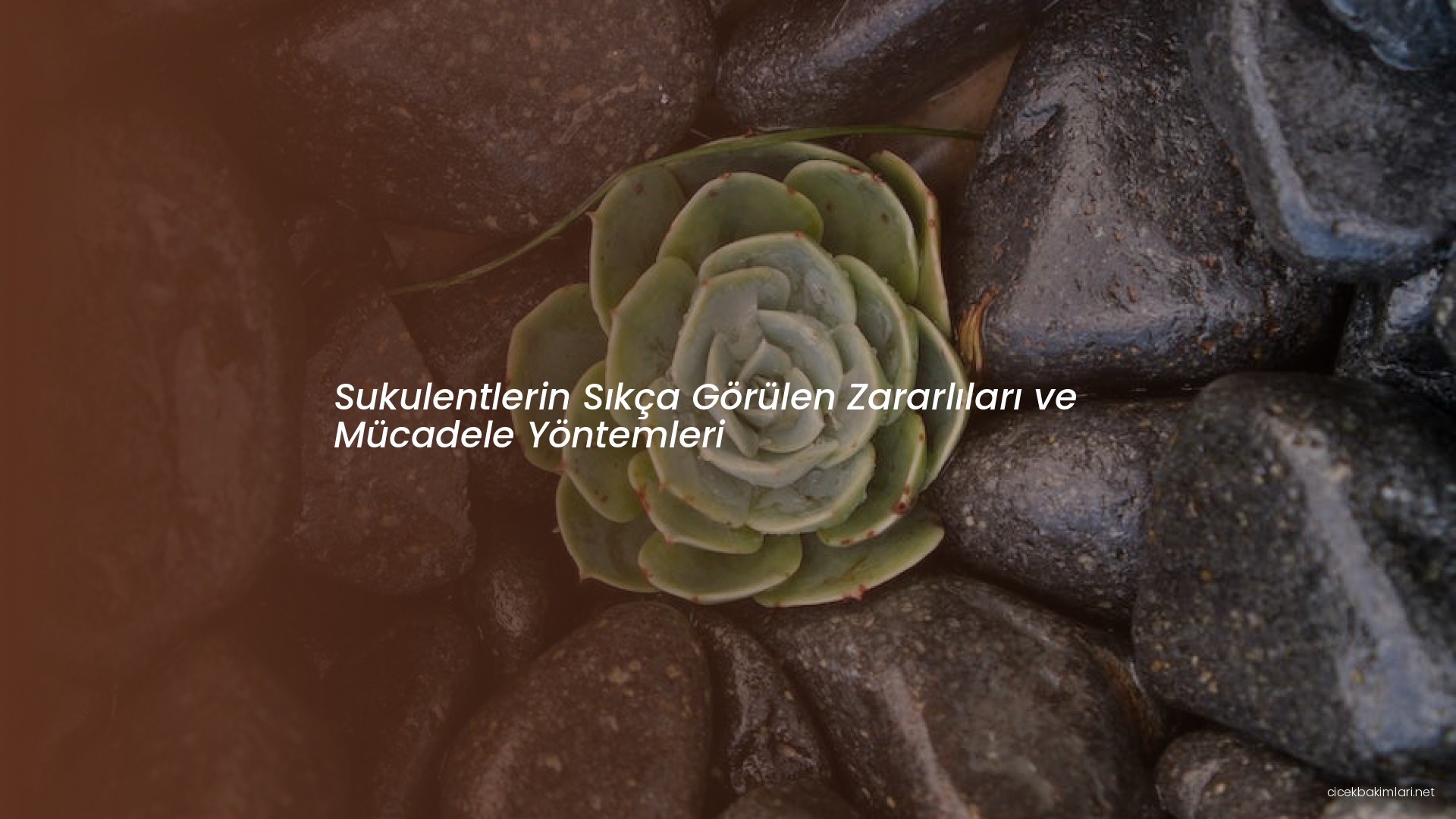 Sukulentlerin Sıkça Görülen Zararlıları ve Mücadele Yöntemleri