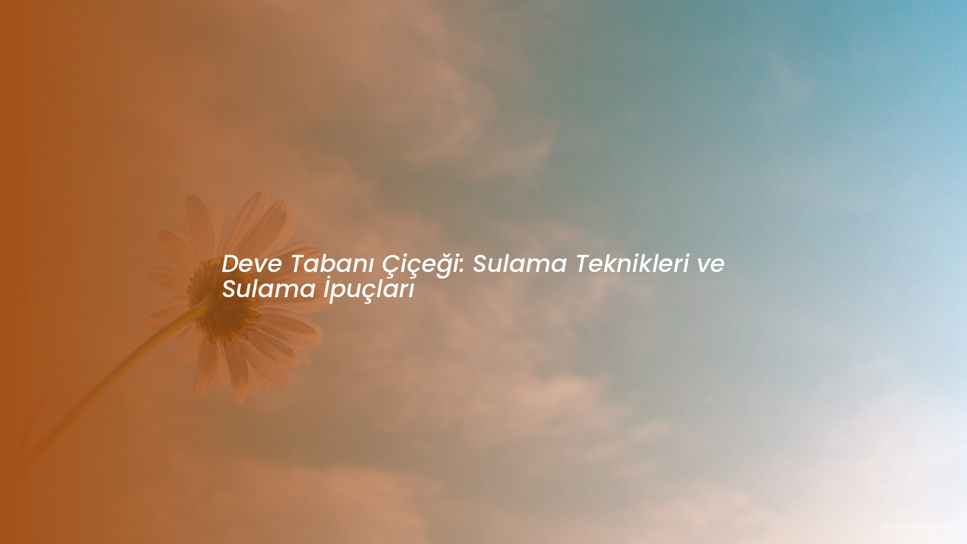 Deve Tabanı Çiçeği: Sulama Teknikleri ve Sulama İpuçları