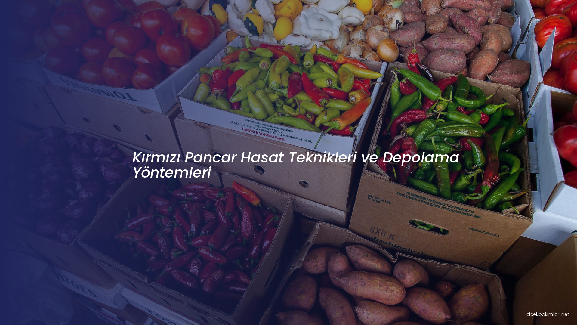 Kırmızı Pancar Hasat Teknikleri ve Depolama Yöntemleri