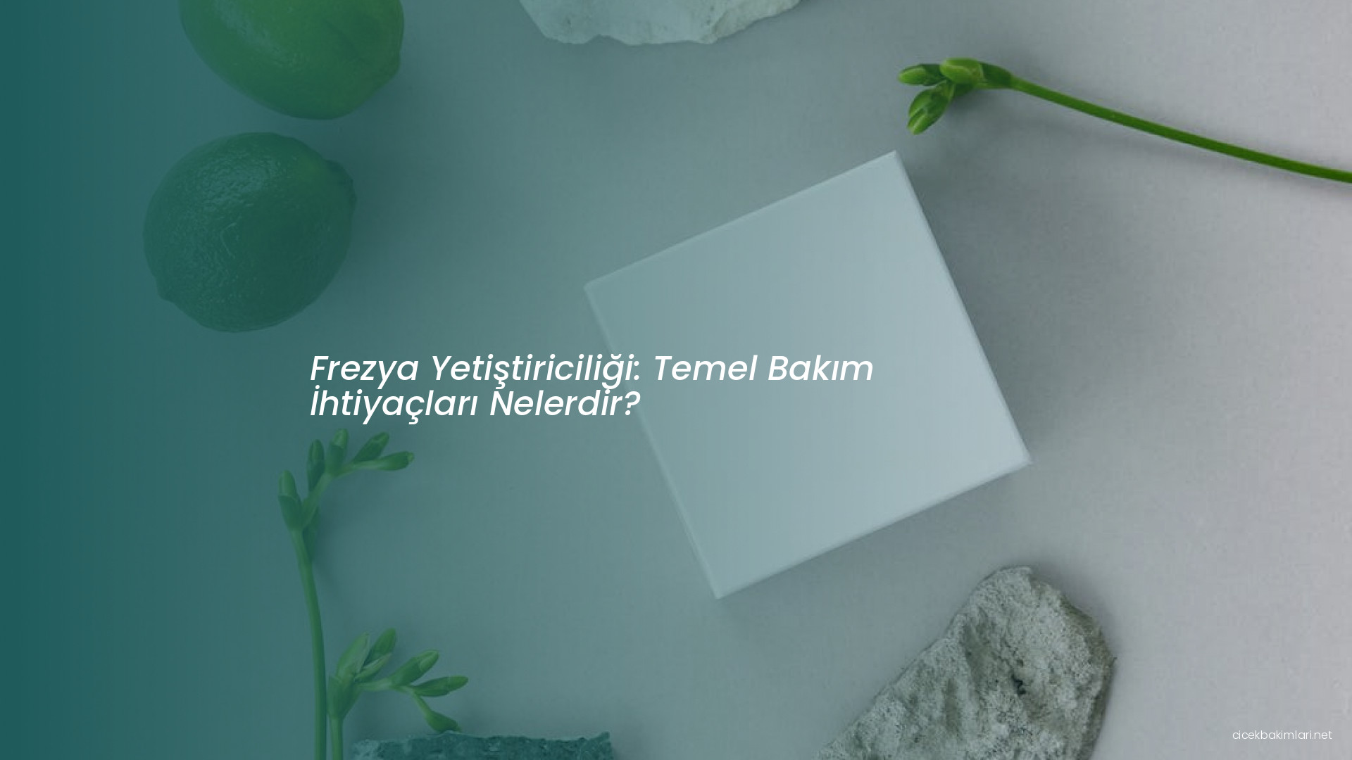 Frezya Yetiştiriciliği: Temel Bakım İhtiyaçları Nelerdir?
