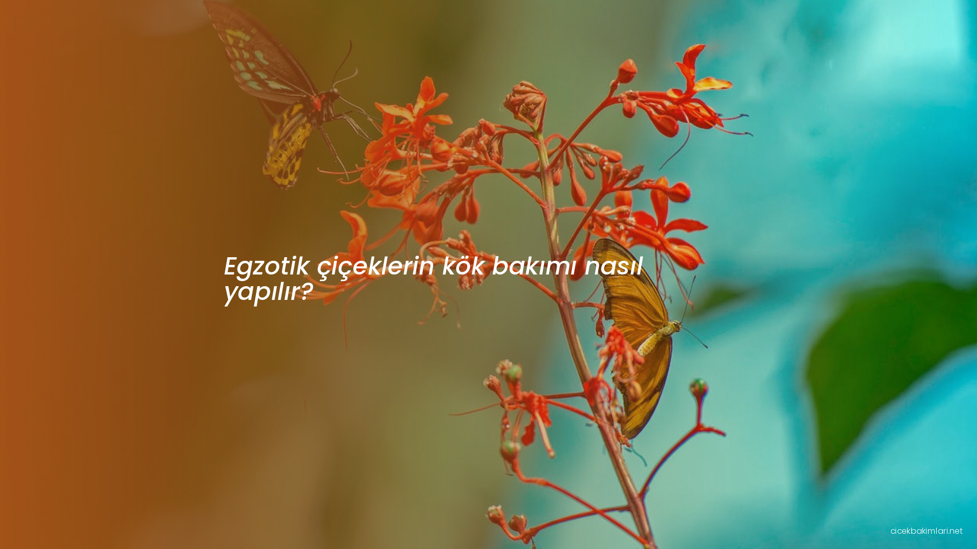 Egzotik çiçeklerin kök bakımı nasıl yapılır?