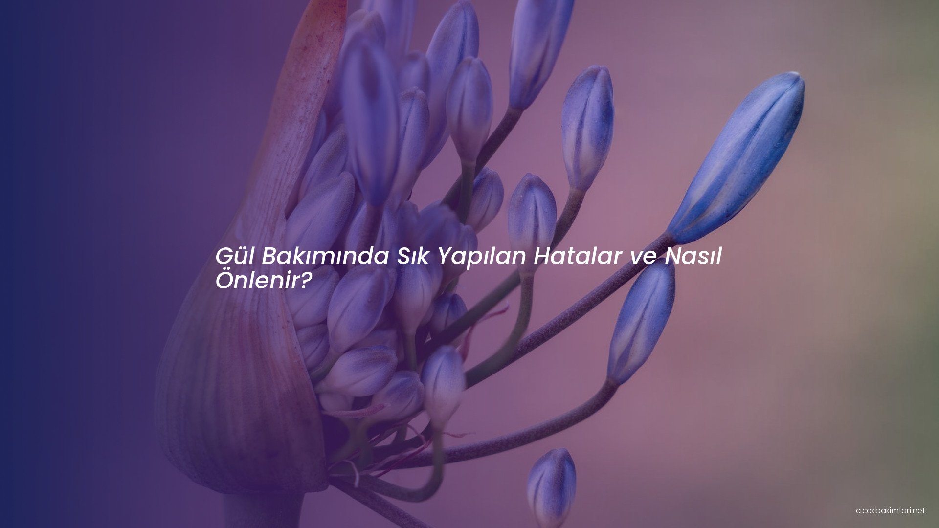 Gül Bakımında Sık Yapılan Hatalar ve Nasıl Önlenir?