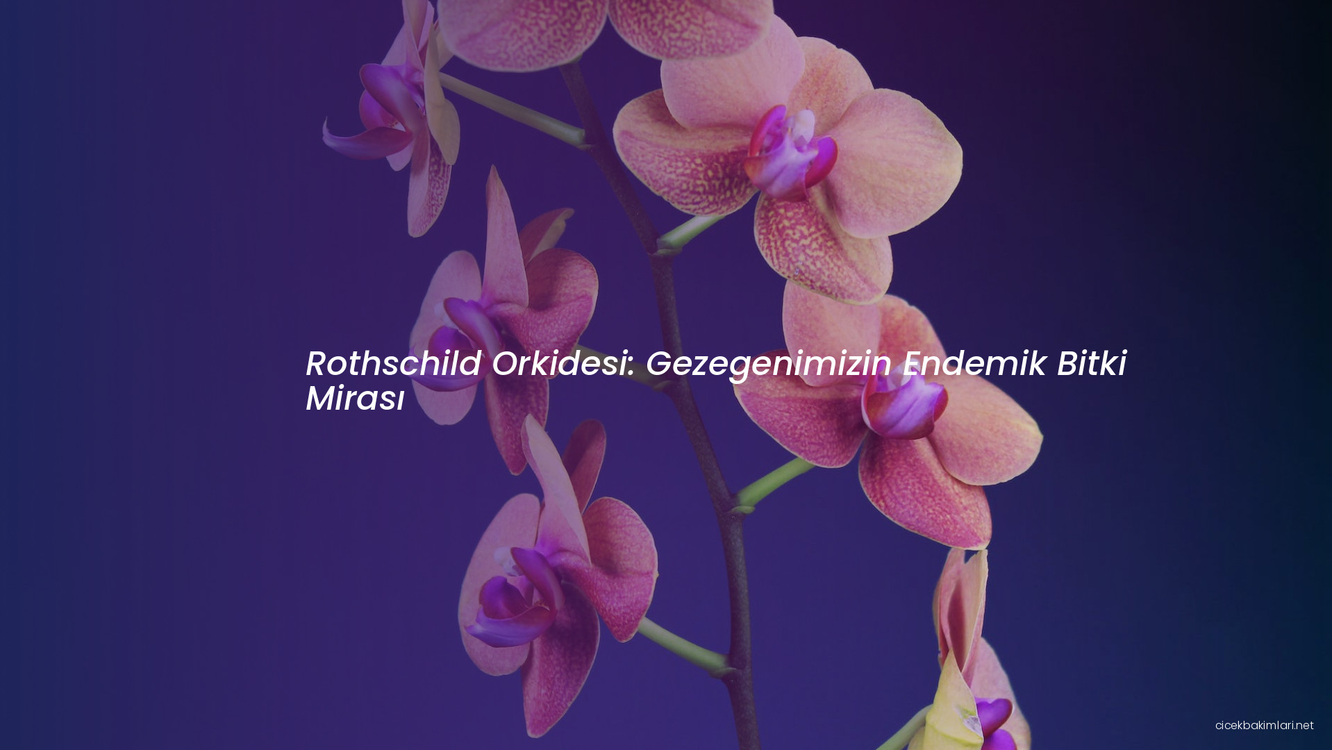 Rothschild Orkidesi: Gezegenimizin Endemik Bitki Mirası