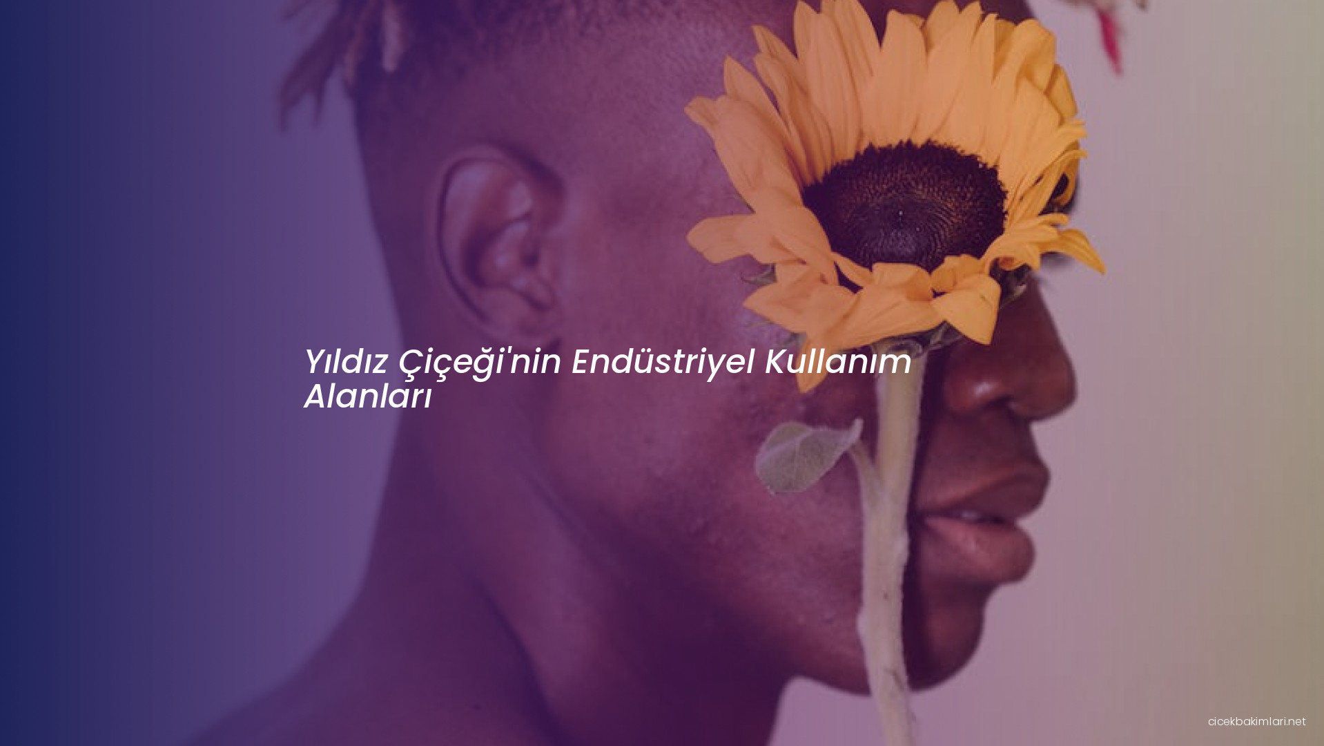 Yıldız Çiçeği'nin Endüstriyel Kullanım Alanları