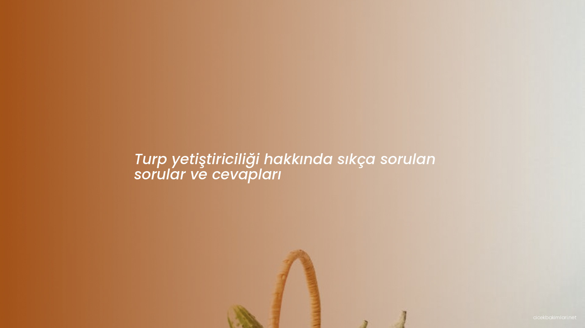 Turp yetiştiriciliği hakkında sıkça sorulan sorular ve cevapları