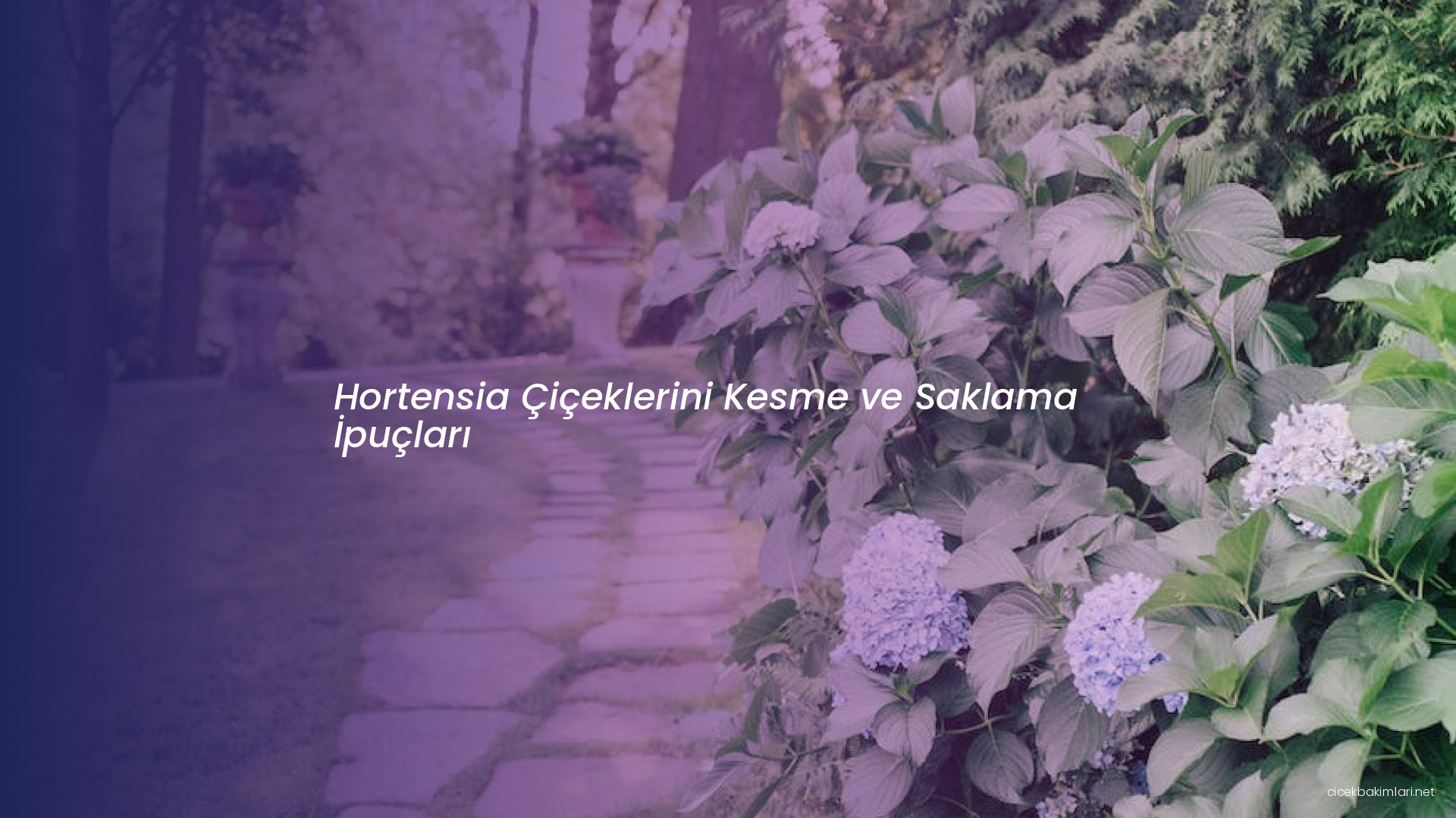 Hortensia Çiçeklerini Kesme ve Saklama İpuçları