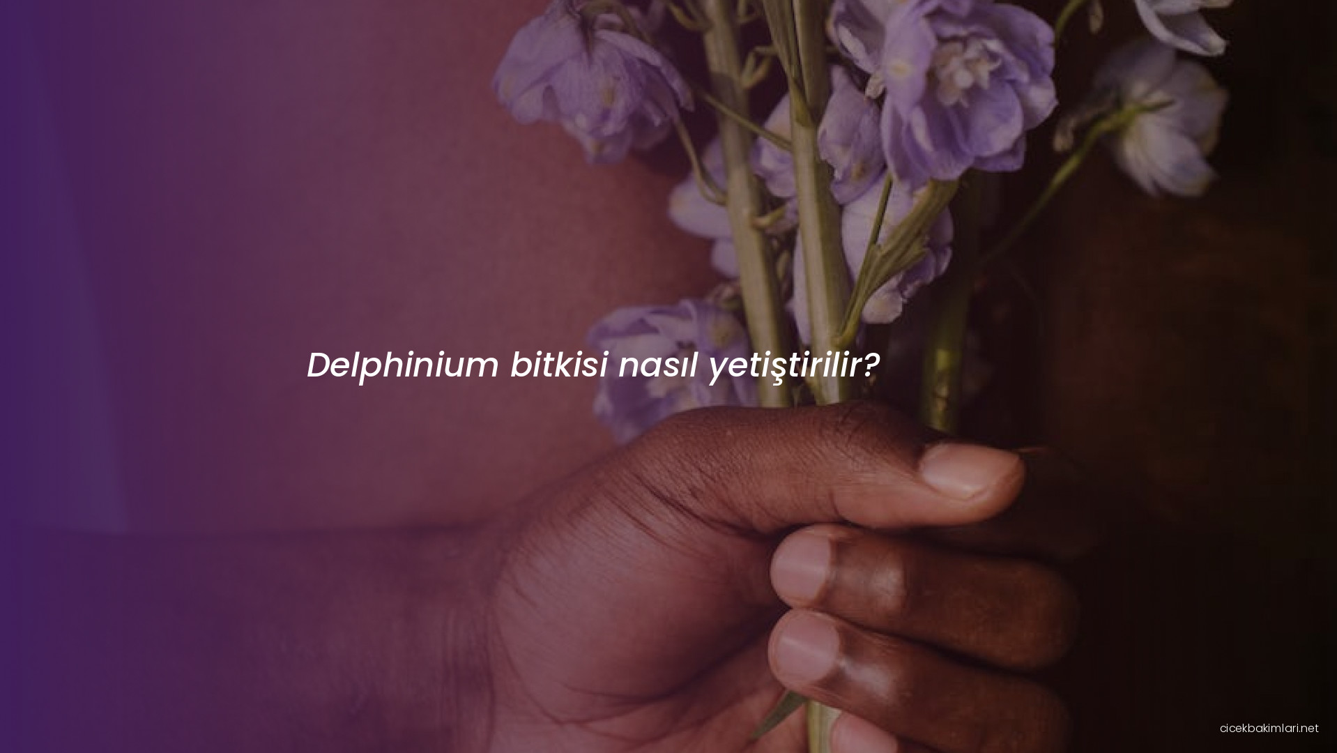 Delphinium bitkisi nasıl yetiştirilir?