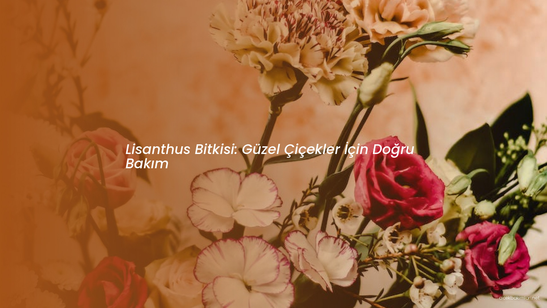 Lisanthus Bitkisi: Güzel Çiçekler İçin Doğru Bakım