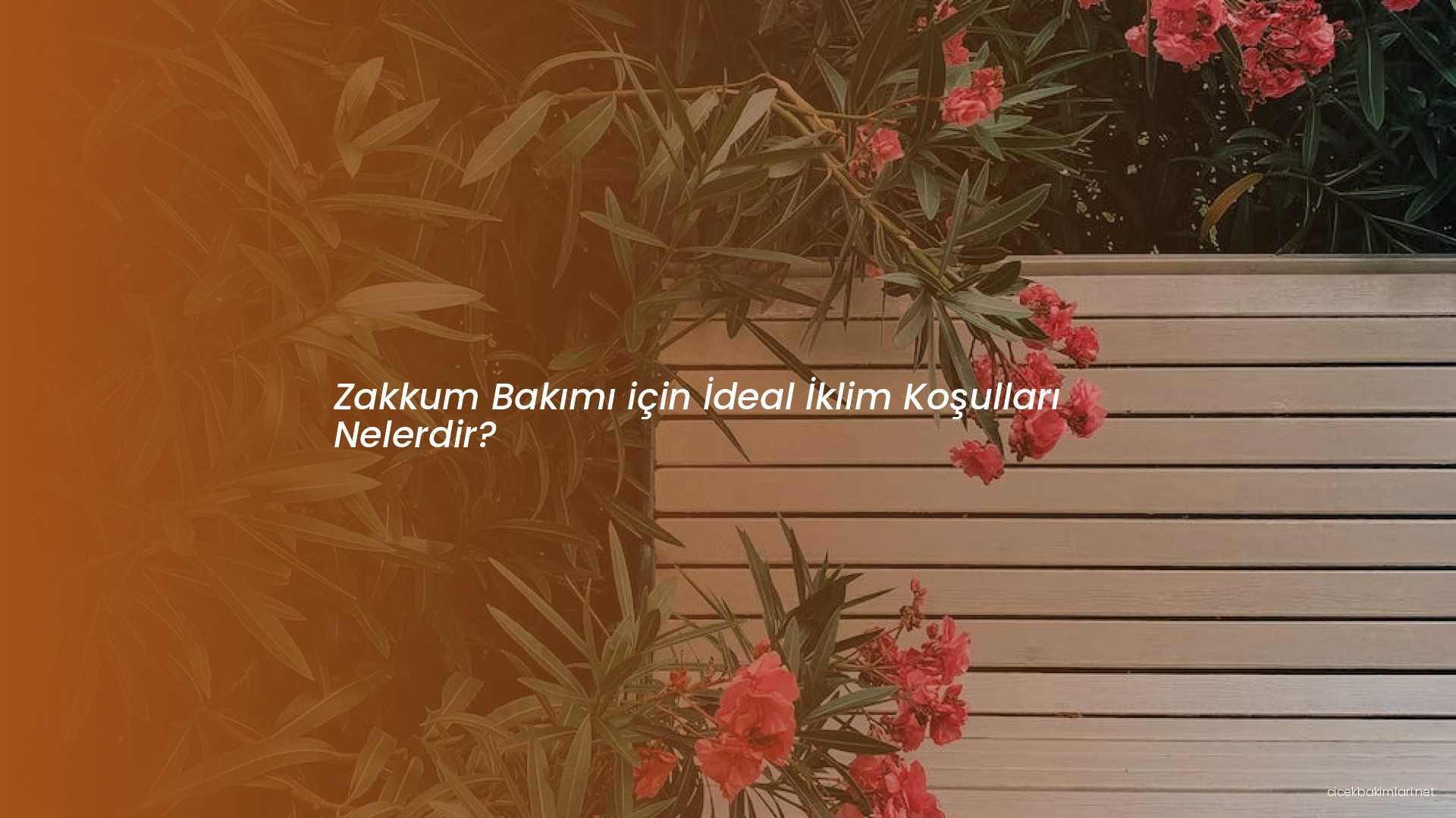 Zakkum Bakımı için İdeal İklim Koşulları Nelerdir?