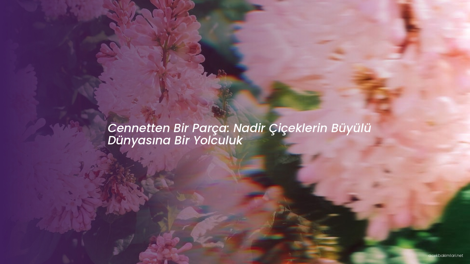 Cennetten Bir Parça: Nadir Çiçeklerin Büyülü Dünyasına Bir Yolculuk