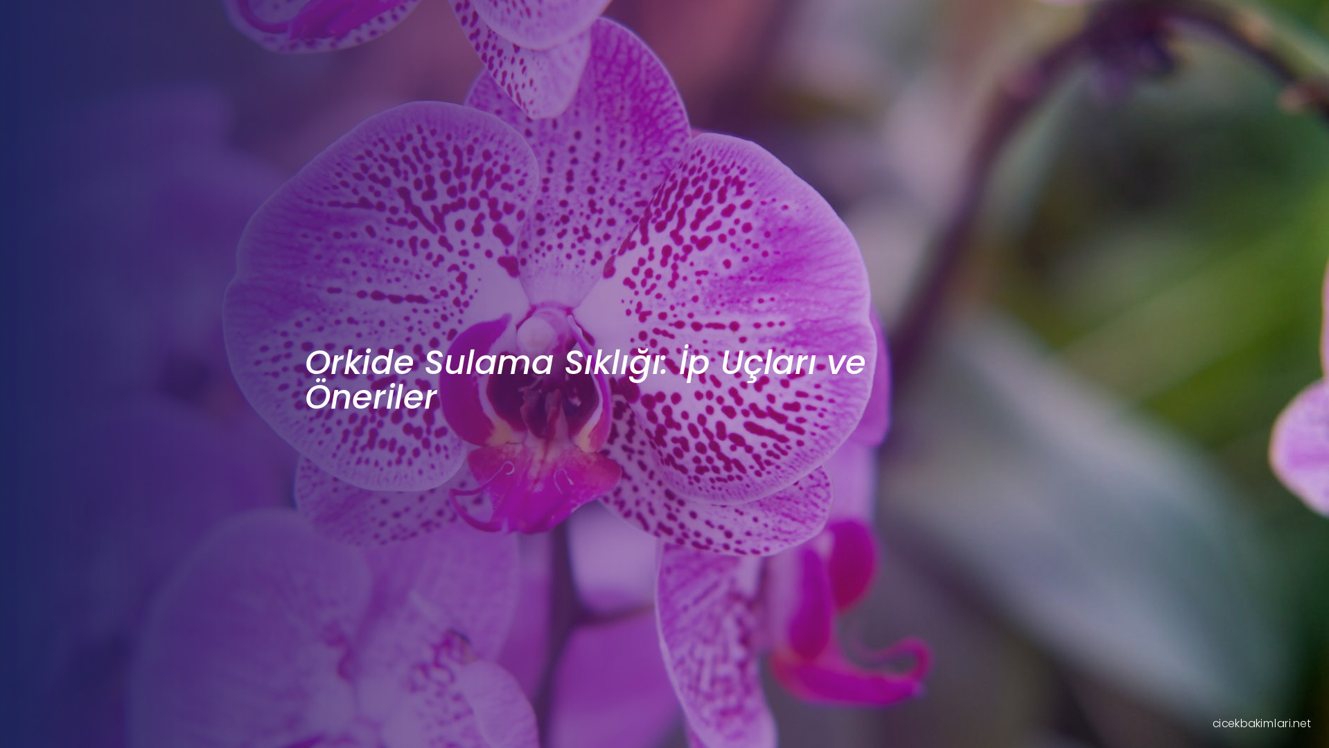 Orkide Sulama Sıklığı: İp Uçları ve Öneriler
