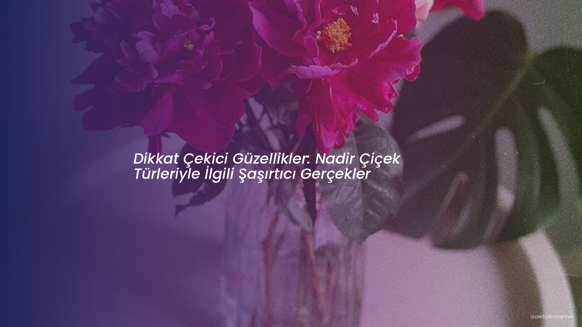 Dikkat Çekici Güzellikler: Nadir Çiçek Türleriyle İlgili Şaşırtıcı Gerçekler