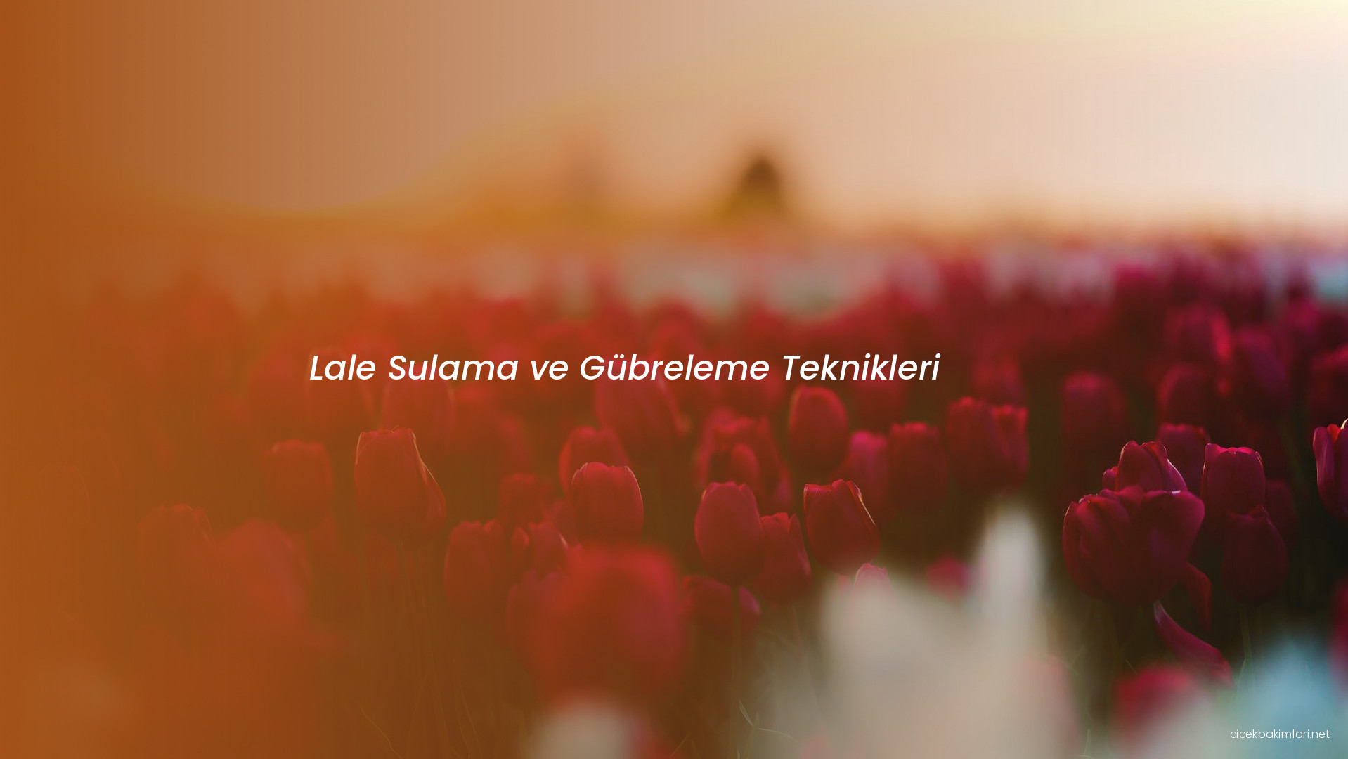 Lale Sulama ve Gübreleme Teknikleri
