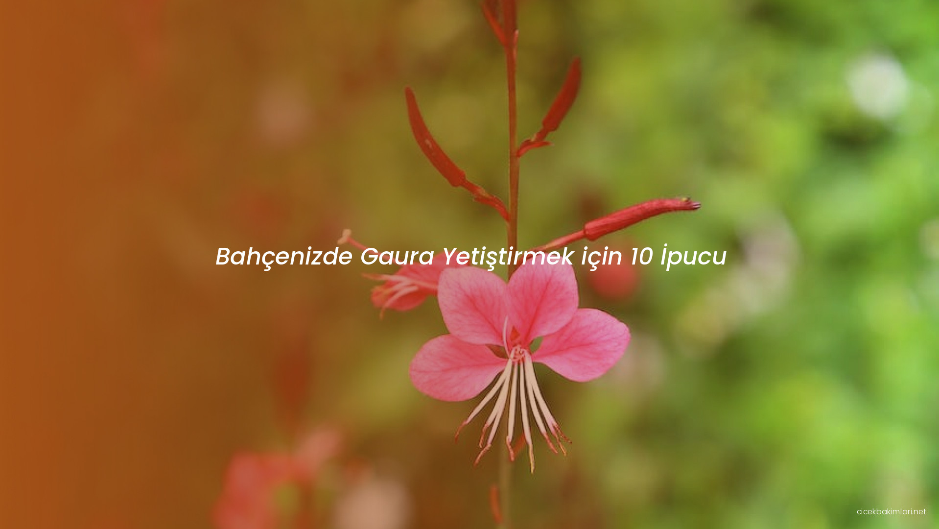 Bahçenizde Gaura Yetiştirmek için 10 İpucu