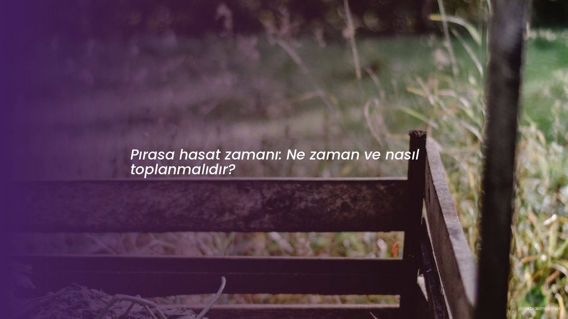 Pırasa hasat zamanı: Ne zaman ve nasıl toplanmalıdır?