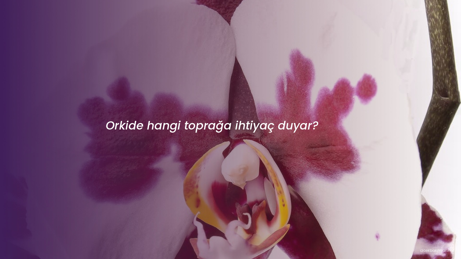 Orkide hangi toprağa ihtiyaç duyar?