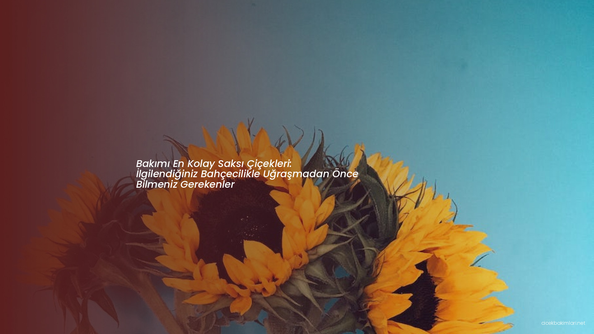 Bakımı En Kolay Saksı Çiçekleri: İlgilendiğiniz Bahçecilikle Uğraşmadan Önce Bilmeniz Gerekenler