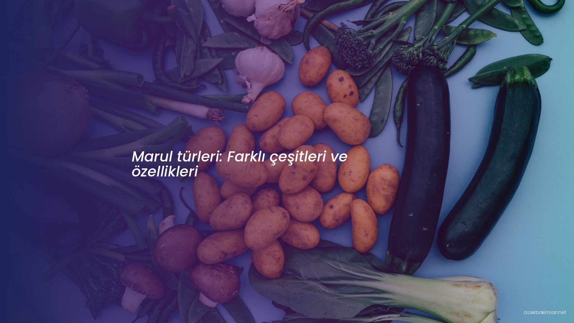 Marul türleri: Farklı çeşitleri ve özellikleri