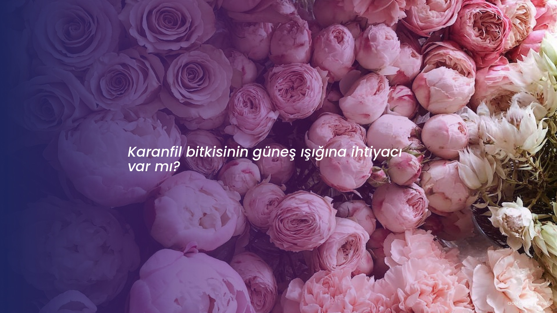 Karanfil bitkisinin güneş ışığına ihtiyacı var mı?